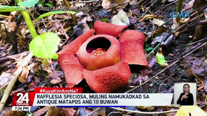 Rafflesia speciosa, muling namukadkad sa Antique matapos ang 10 buwan | 24 Oras