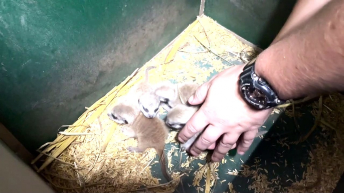 Baby meerkats at Dubbo's Western Plain Zoo