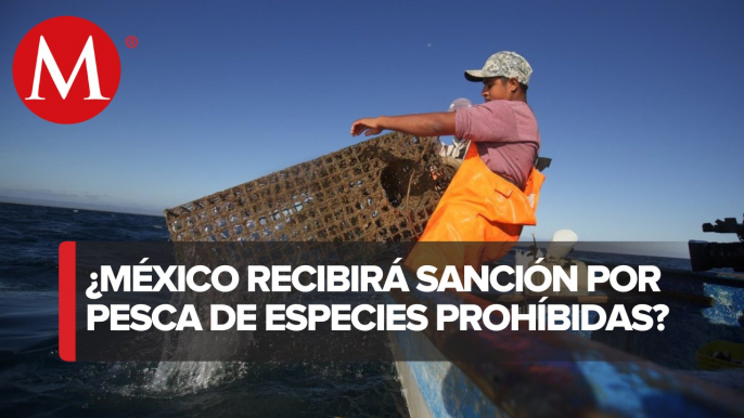 Son pocas las especies de pesca comercial mexicana que serán sancionadas: Alfonso Rosiñol