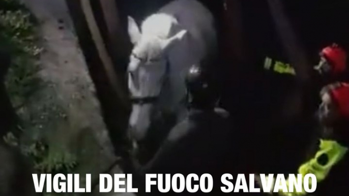 Cavallo cade nel fiume: il salvataggio dei vigili del fuoco