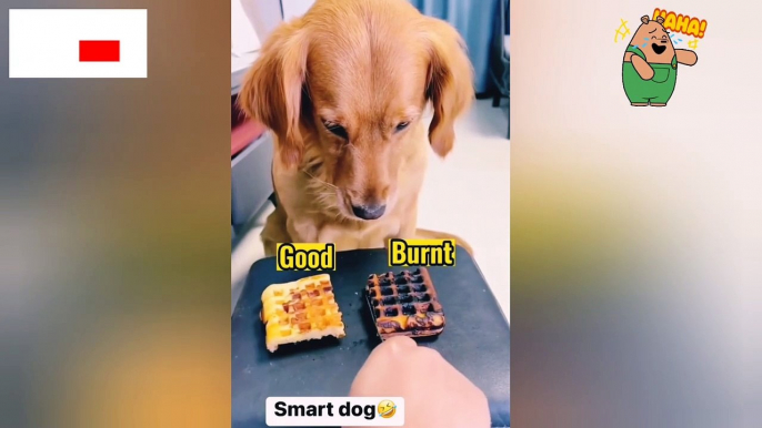 Funny Animals Dogs  Extra Smart Dog  #smartdog #funnydog #funnyanimals #cutepuppies #puppylove #puppies #dogoftheday #puppylovers #cutepuppy #doglover #straydogs #doglife #cutepuppyvideos #ytshorts #youtubeshorts #bts #life #shorts #reels #statues #