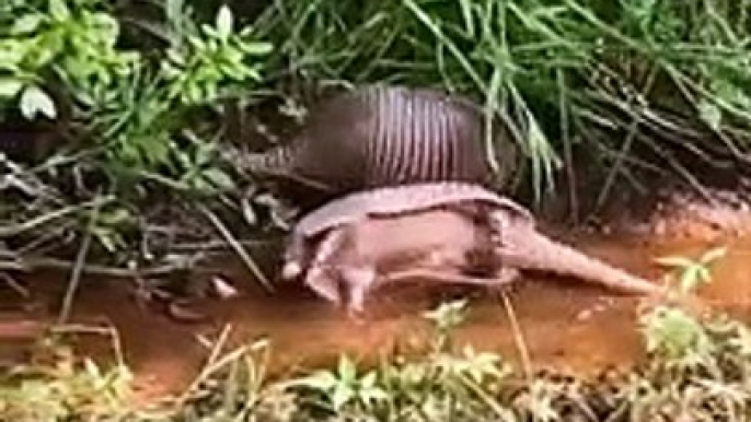 Armadillos 