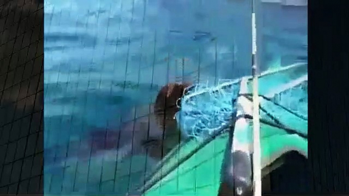 Sea Lion Attacks Kayaker Best Wild Animal Videos   Animal Attacks And Loves when animals attack