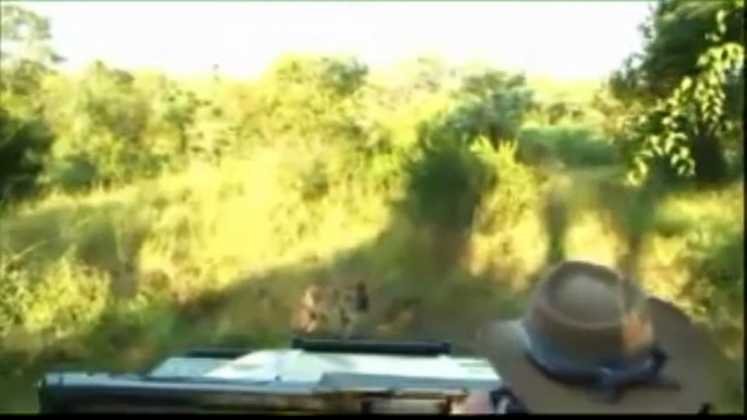 Djuma Kruger Spotter - Hyenas And Vultures Eating A Giraffe In The Kruger Park