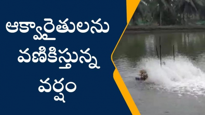 పశ్చిమ గోదావరి: మారిన వాతావరణం... భయపడుతున్న రైతు