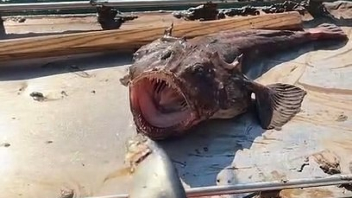 Toujours se méfier d'un poisson au grandes dents, même hors de l'eau