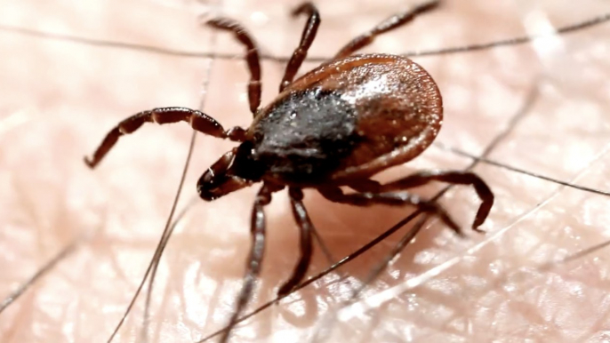 What Is Heartland Virus? Tickborne Disease May Be Expanding Its Reach Across the U.S.