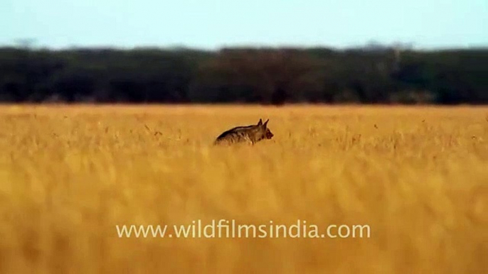 Hyaena in Velavadar Blackbuck National Park