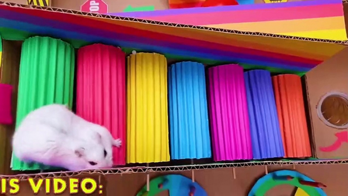 Colorful Hamster Maze with Balloons  OBSTACLE COURSE_