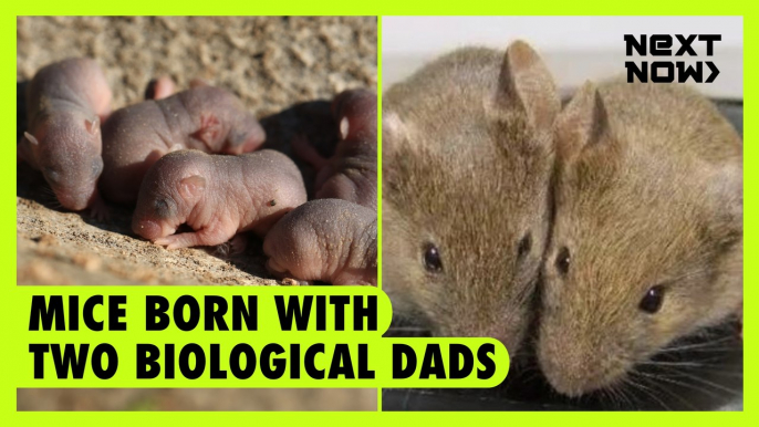 Mice born with two biological dads | Next Now