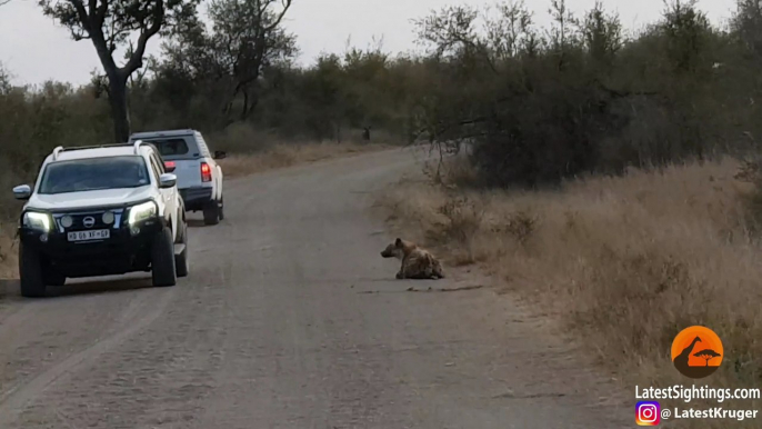 Hyena Tries Hiding from Wild Dogs in Plain Sight