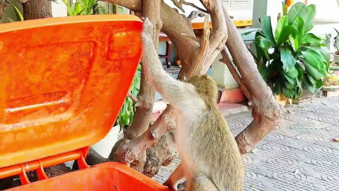 AWW New Funny Videos 2023 Cutest animals Doing Funny Things monkey