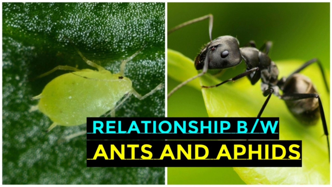 The Relationship Between Ants and Aphids II Ants and Aphids