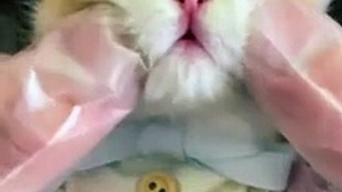 Cat Funny Moments | Funny Cats | Cute Pets | Funny Animals #animals #pets #cats #cat #catvideos #4u