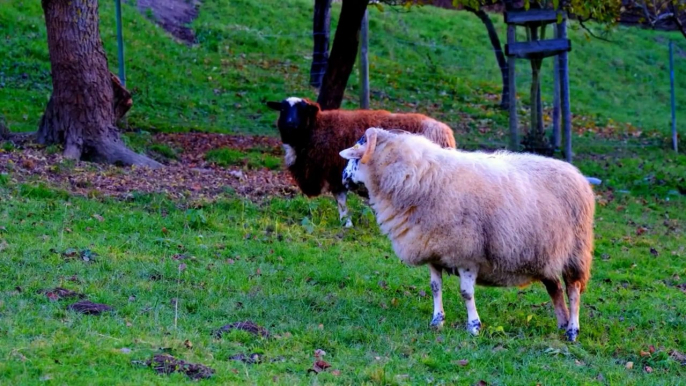 Farm Animals Sounds Around us : Cows, Buffalos, Goats, Sheeps, Swans, Ducks, Mallard, Chickens.