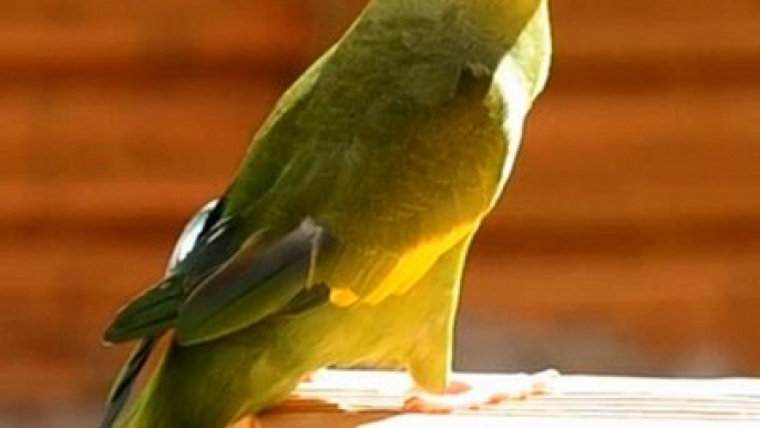 Cute Animals And Birds #reels #bird #animal #cute #fbreels