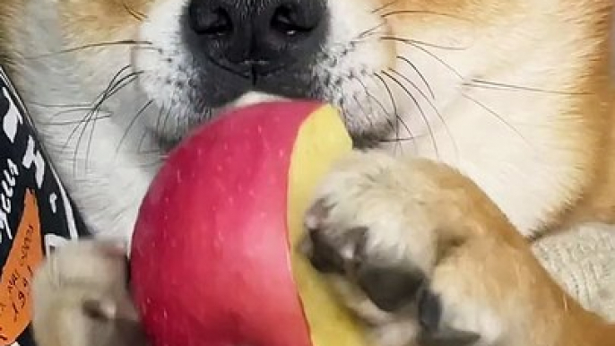 Dog Eating Apple | Funny Dogs | Dog Funny Moments | Cute Pets | Funny Animals #animals #pets #dog