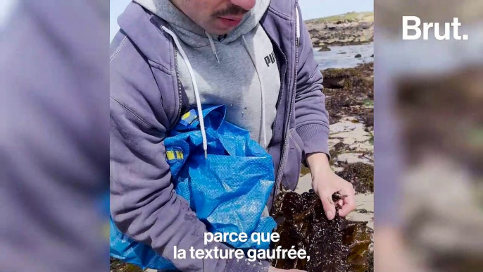 Il ramasse des algues pour en faire des vêtements