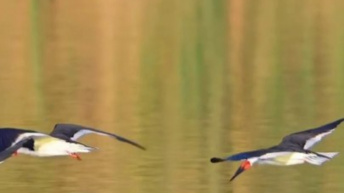 Birds flying#trending#birdsflying#viralshorts#viralreels#trendingvideo#trendingshorts