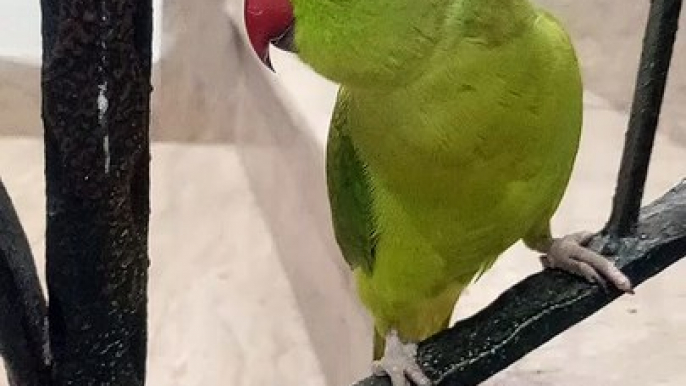 My indian ringneck talking parrot cheeku