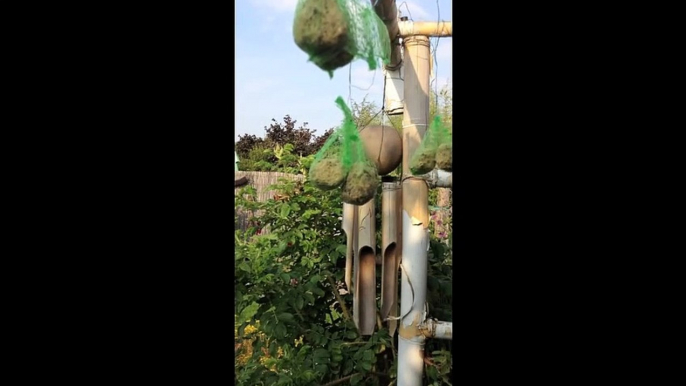 Mésanges qui mangent des boules de graisse pour oiseaux HD