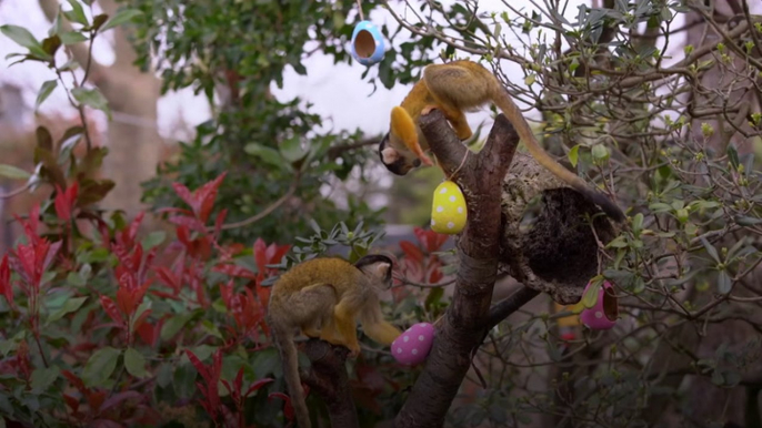 Tigers, meerkats and squirrel monkeys take part in Easter egg hunt at London Zoo