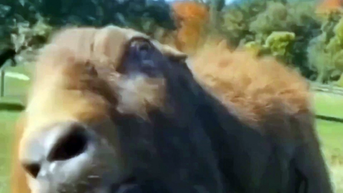 Animal and human funny voice #funny