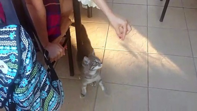 Chat de cirque. Chat debout sur ses pattes arrière