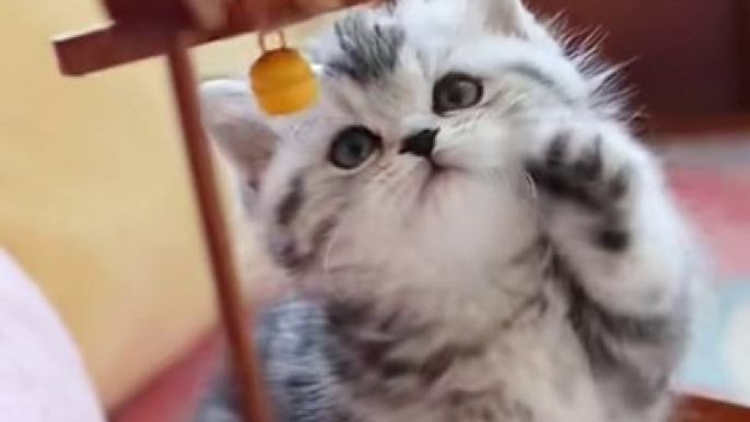 Funny cats reaction #catreaction #cat #viral #funny#trending #pets