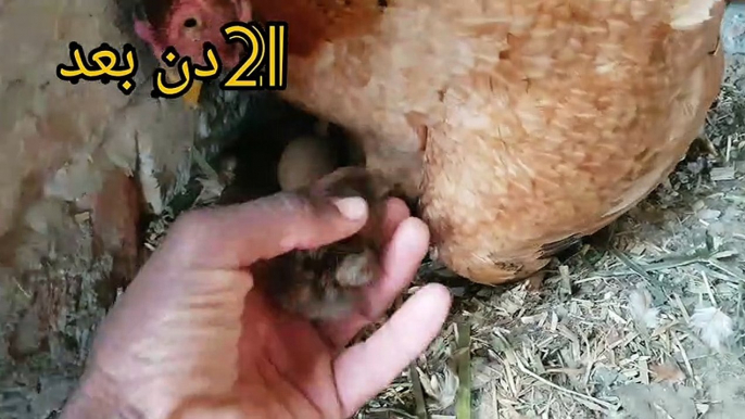 09.04/2023Aseel hen harvesting eggs to chicks | Country Eggs to New | BORN | Murgi Birds Smallest chicks