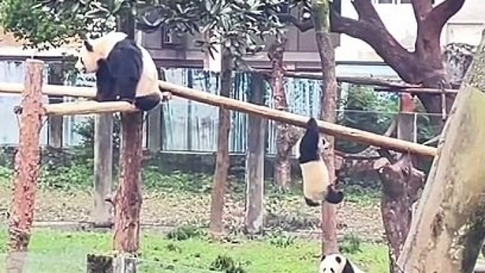 Pandas Playing In The Zoo | Animals Funny Moments | Cute Pets | Funny Animals #animals #pets #pandas