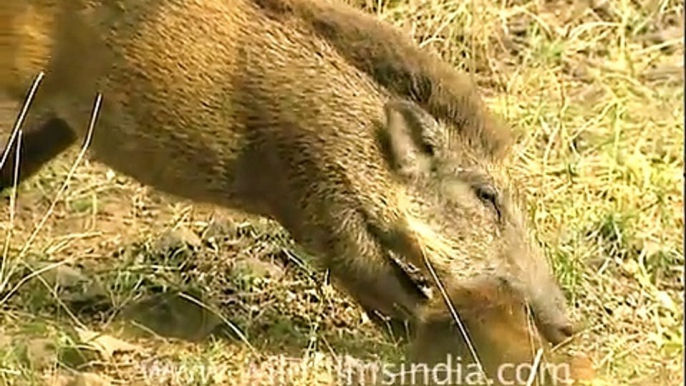 Boar eats fellow boar in Sariska!