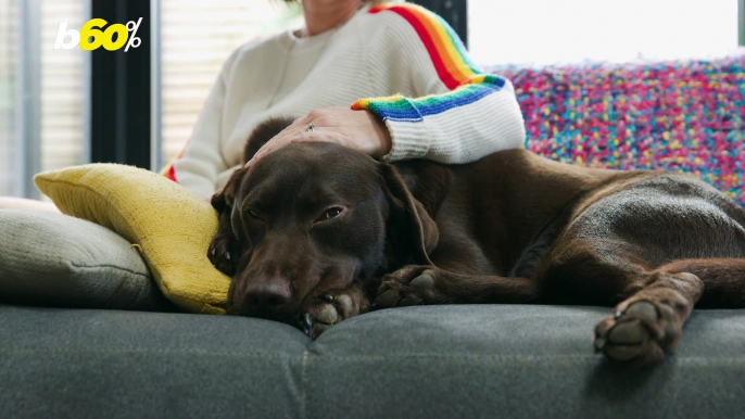 6 in 10 pet owners prefer to snuggle up with their pet instead of their partner