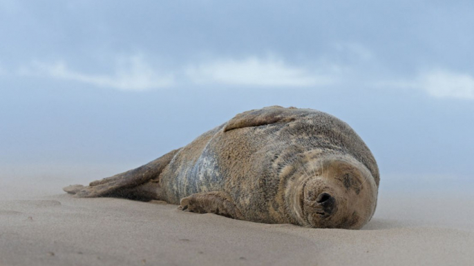 Horny seals are dying young after having too much sex