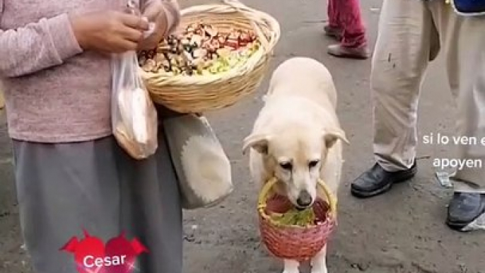 Perrita coja vende caramelos en las calles junto a su dueña