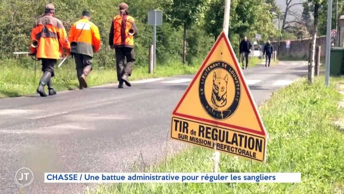 CHASSE / Une battue administrative pour réguler les sangliers