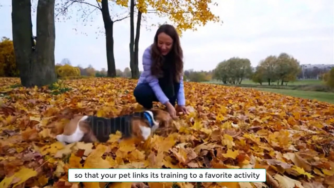 Teach Your Dog at Home these 5 Easy Tricks  #dogs training