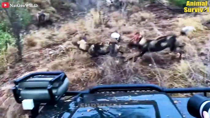 12 Horrible Moments Hyenas Injured By Lions, Wild Dogs And Fight To Death   Animal Fights