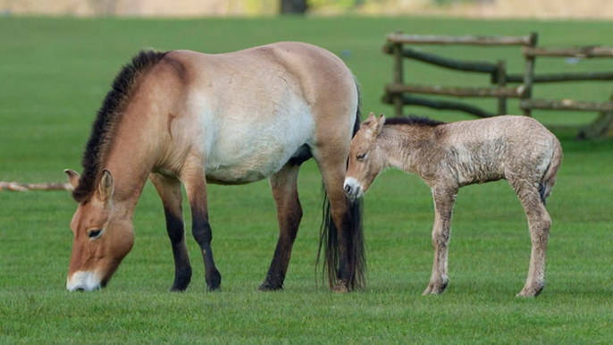 World’s last ‘wild’ horse foal born at Whipsnade Zoo takes first steps
