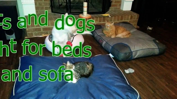 Cats and dogs fight for beds and sofa   Funny animal compilation 720p