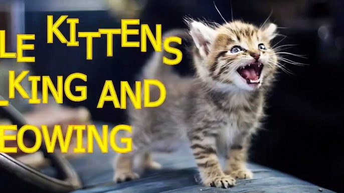 Little kittens meowing and talking - Cute cat compilation