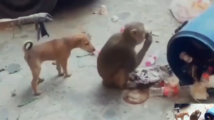 The dog's baby is bothering the monkey