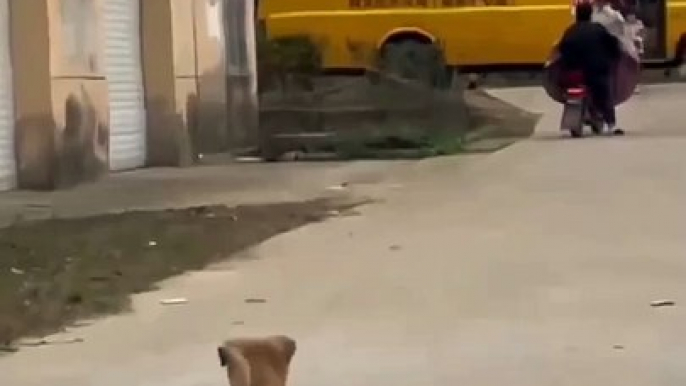 Baby and Puppy  best friendship