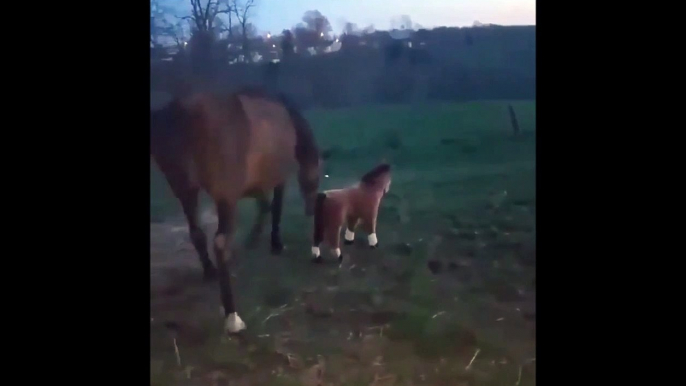 On ne la fait pas à ce cheval... Il n'aime pas trop les peluches