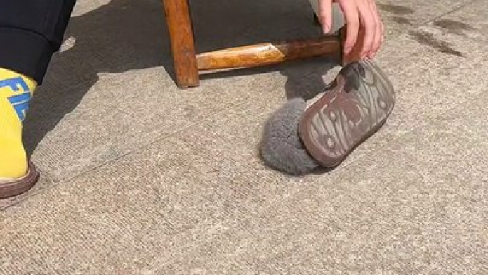 Cat Playing With Shoes | Cat Funny Moments | Cute Pets | Funny Animals #animals #pets #cats #cat #catvideos #cutepets #funny