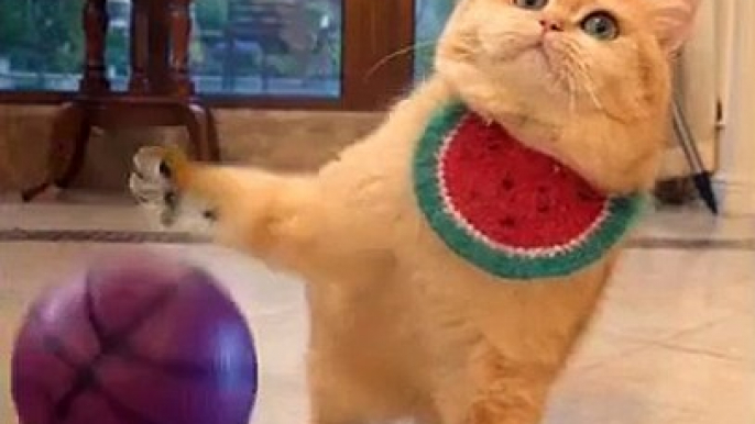 LAUGH Non-Stop With These Funny Cats / Funniest Cat Videos Ever/Try Not To Laugh