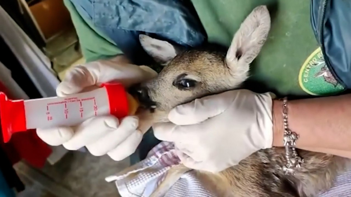 Parma, i volontari del Rifugio Matildico allattano il cucciolo di capriolo recuperato a Bore