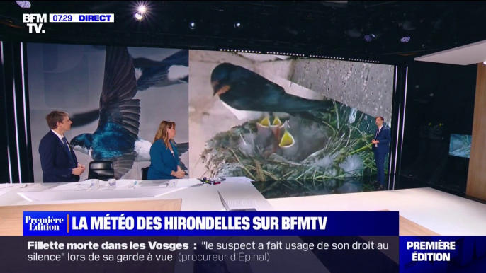 La météo des hirondelles sur BFMTV: l'heure des naissances dans les nids