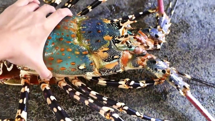 Japanese Street Food - $600 GIANT RAINBOW LOBSTER Sashimi Japan Seafood