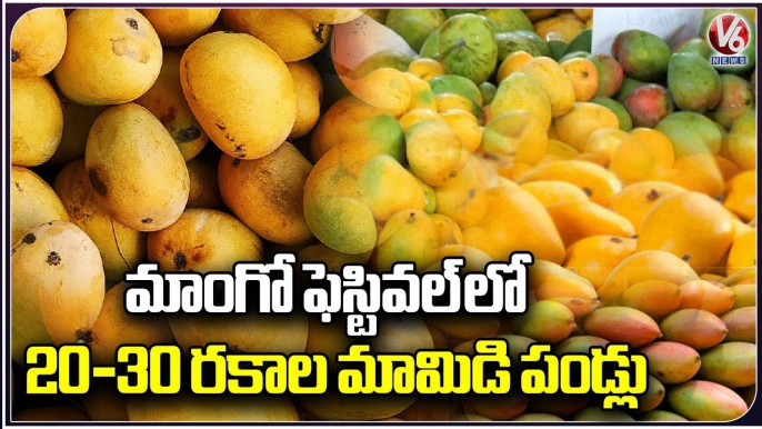 Number Of Varieties of Mangoes Available In Manikonda Mango Festival  _ Hyderabad _ V6 News